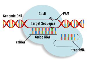Genom düzenleme ve CRISPR-Cas9 nedir?