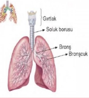 KANSERDE SIĞIR KIKIRDAĞI KULLANIMININ ÇOK ETİKİLİ OLDUĞU ORTAYA KONDU.